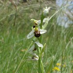 Bee Orchid02