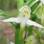 Greater Butterfly Orchid01