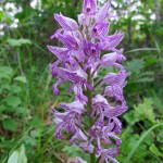 Military Orchid 03