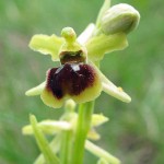 Small Spider Orchid