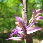 Violet Birdsnest Orchid01