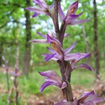 Violet Birdsnest Orchid02