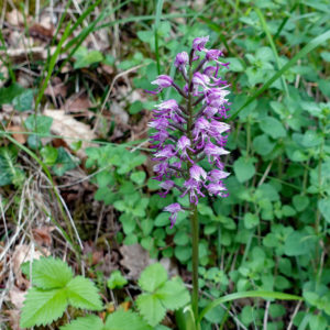 Naked Man Orchid