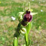 small Spider Orchid 03